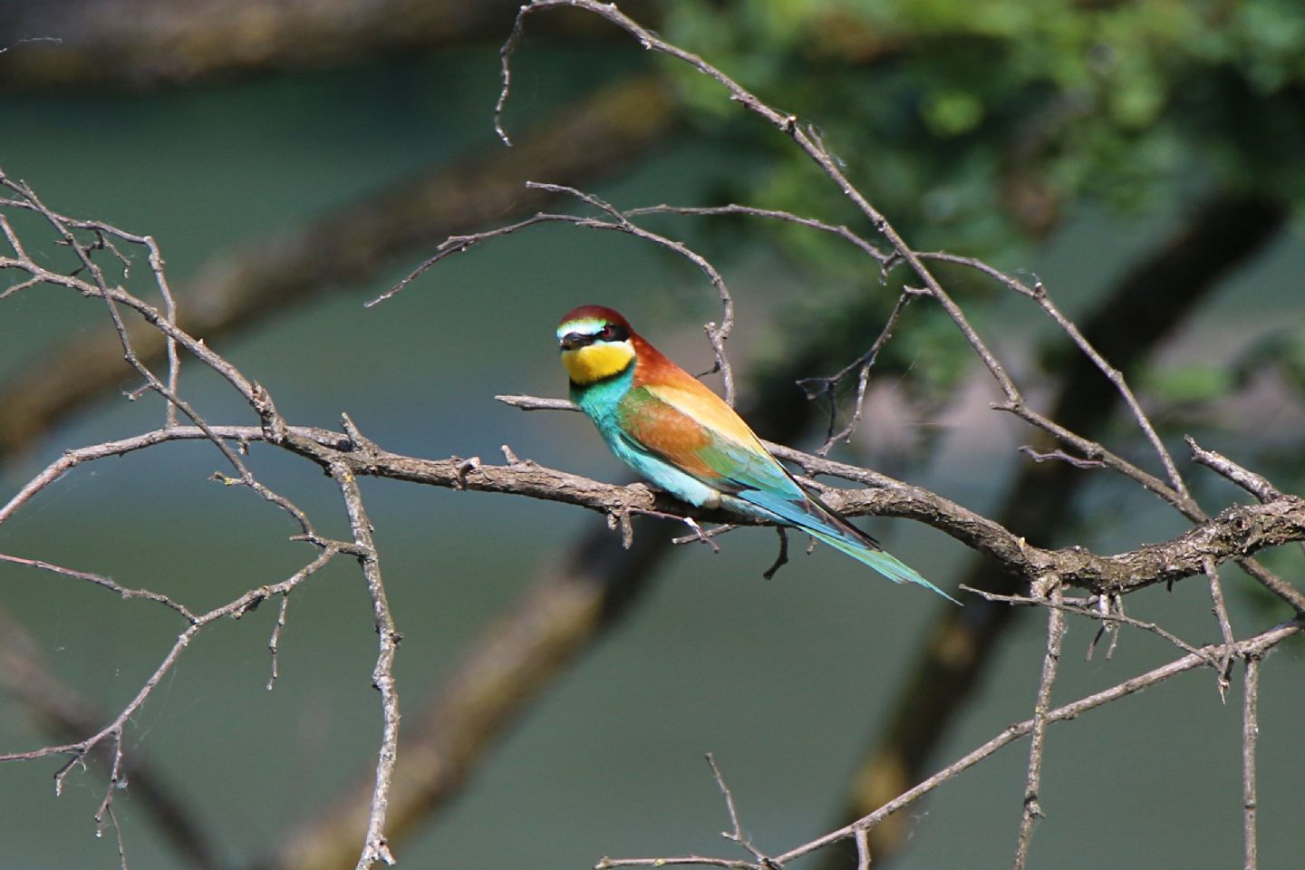 Gruccioni (Merops apiaster)